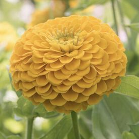 Benary's Giant Golden Yellow, Zinnia Seeds